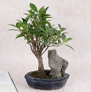 Japon aac Evergreen Ficus Bonsai  Zonguldak iek gnderme sitemiz gvenlidir 