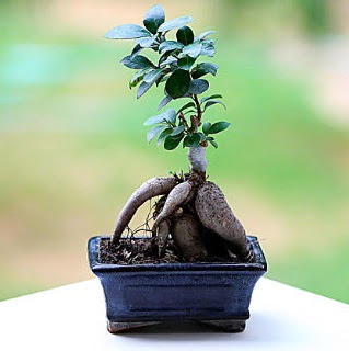 Marvellous Ficus Microcarpa ginseng bonsai  Zonguldak iek siparii vermek 