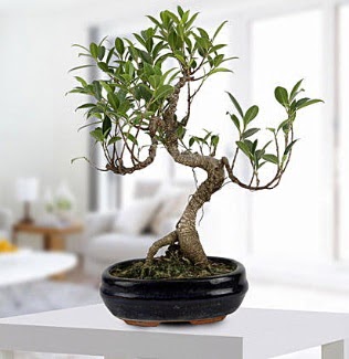 Gorgeous Ficus S shaped japon bonsai  Zonguldak iek yolla , iek gnder , ieki  