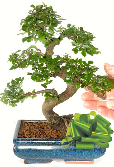Yaklak 25 cm boyutlarnda S bonsai  Zonguldak iek siparii sitesi 