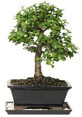 15 cm civar Zerkova bonsai bitkisi  Zonguldak iek siparii sitesi 