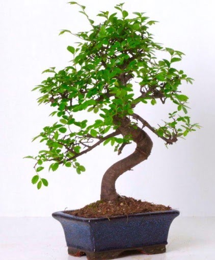 S gvdeli bonsai minyatr aa japon aac  Zonguldak iek gnderme sitemiz gvenlidir 