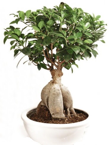 Ginseng bonsai japon aac ficus ginseng  Zonguldak ieki maazas 