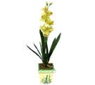Özel Yapay Orkide Sari  Zonguldak yurtiçi ve yurtdışı çiçek siparişi 