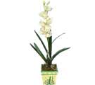 Özel Yapay Orkide Beyaz   Zonguldak online çiçekçi , çiçek siparişi 