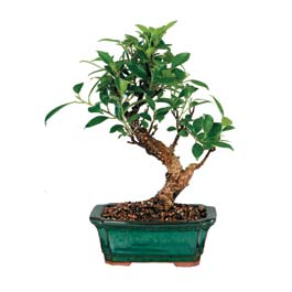  Zonguldak iek siparii sitesi  ithal bonsai saksi iegi  Zonguldak iek online iek siparii 