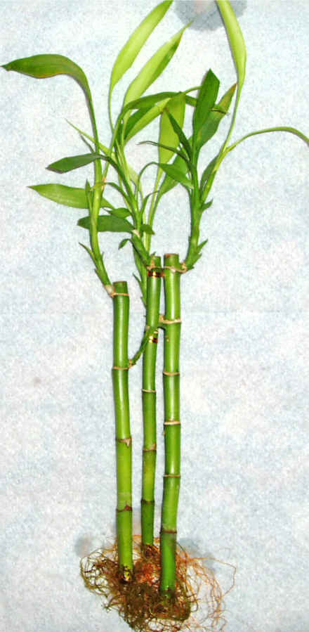 Lucky Bamboo 3 adet vazo hediye edilir   Zonguldak cicek , cicekci 