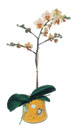  Zonguldak online çiçek gönderme sipariş  Phalaenopsis Orkide ithal kalite