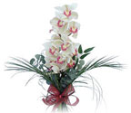  Zonguldak çiçek siparişi sitesi  Dal orkide ithal iyi kalite