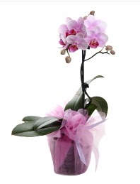 1 dal pembe orkide saksı çiçeği  Zonguldak kaliteli taze ve ucuz çiçekler 