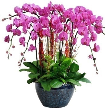 9 dallı mor orkide  Zonguldak 14 şubat sevgililer günü çiçek 