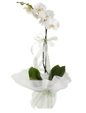 1 dal beyaz orkide iei  Zonguldak iek siparii vermek 