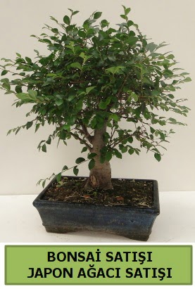 Minyatr bonsai japon aac sat  Zonguldak iek gnderme sitemiz gvenlidir 