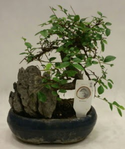 İthal 1.ci kalite bonsai japon ağacı  Zonguldak çiçek satışı 