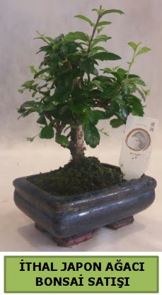 İthal japon ağacı bonsai bitkisi satışı  Zonguldak ucuz çiçek gönder 