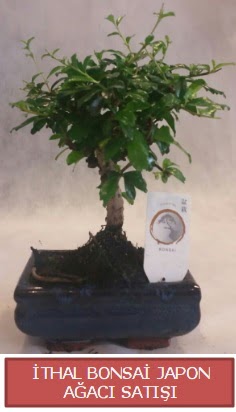 İthal küçük boy minyatür bonsai ağaç bitkisi  Zonguldak ucuz çiçek gönder 