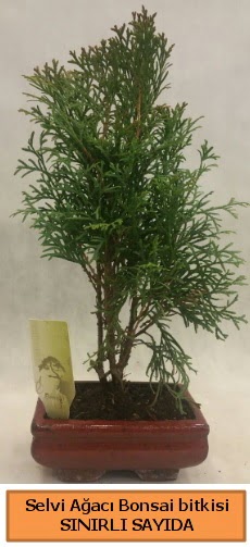 Selvi ağacı bonsai japon ağacı bitkisi  Zonguldak çiçek satışı 