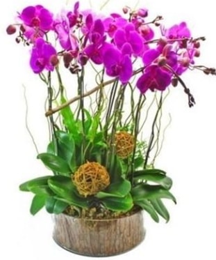 Ahşap kütükte lila mor orkide 8 li  Zonguldak internetten çiçek satışı 