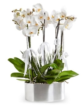 Beş dallı metal saksıda beyaz orkide  Zonguldak çiçek yolla 