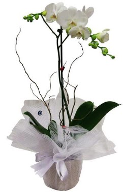 Tek dallı beyaz orkide  Zonguldak cicek , cicekci 