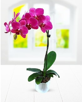 Tek dallı mor orkide  Zonguldak çiçek satışı 