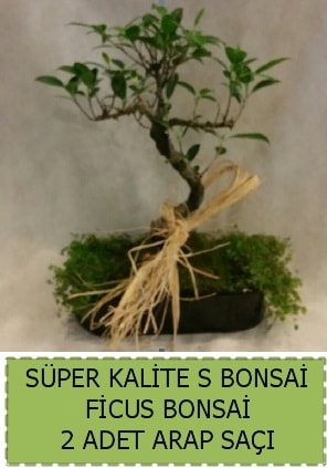 Ficus S Bonsai ve arap saçı  Zonguldak ucuz çiçek gönder 
