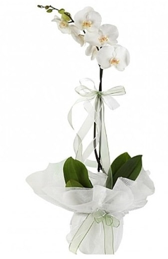 Tekli Beyaz Orkide  Zonguldak hediye çiçek yolla 
