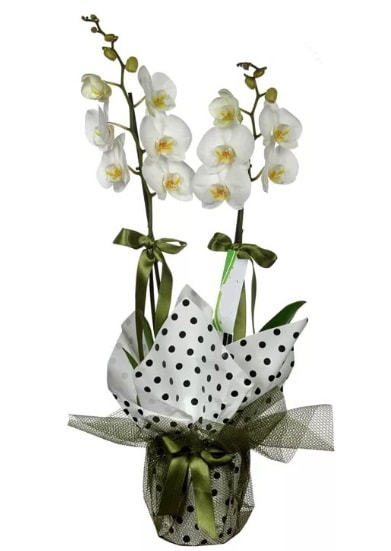 Çift Dallı Beyaz Orkide  Zonguldak 14 şubat sevgililer günü çiçek 