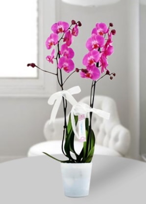 Çift dallı mor orkide  Zonguldak çiçekçiler 