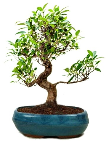 25 cm ile 30 cm aralığında Ficus S bonsai  Zonguldak çiçek gönderme sitemiz güvenlidir 
